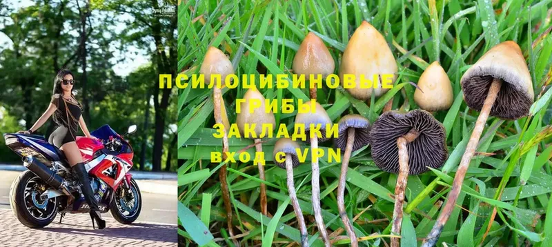 OMG рабочий сайт  Татарск  Псилоцибиновые грибы Cubensis 